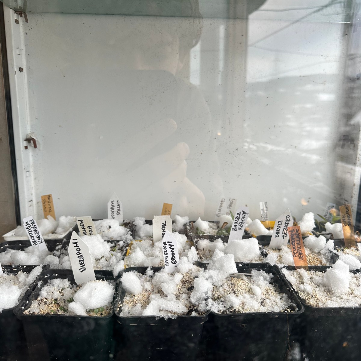 siew ozimy, czyli winter&nbsp;sowing