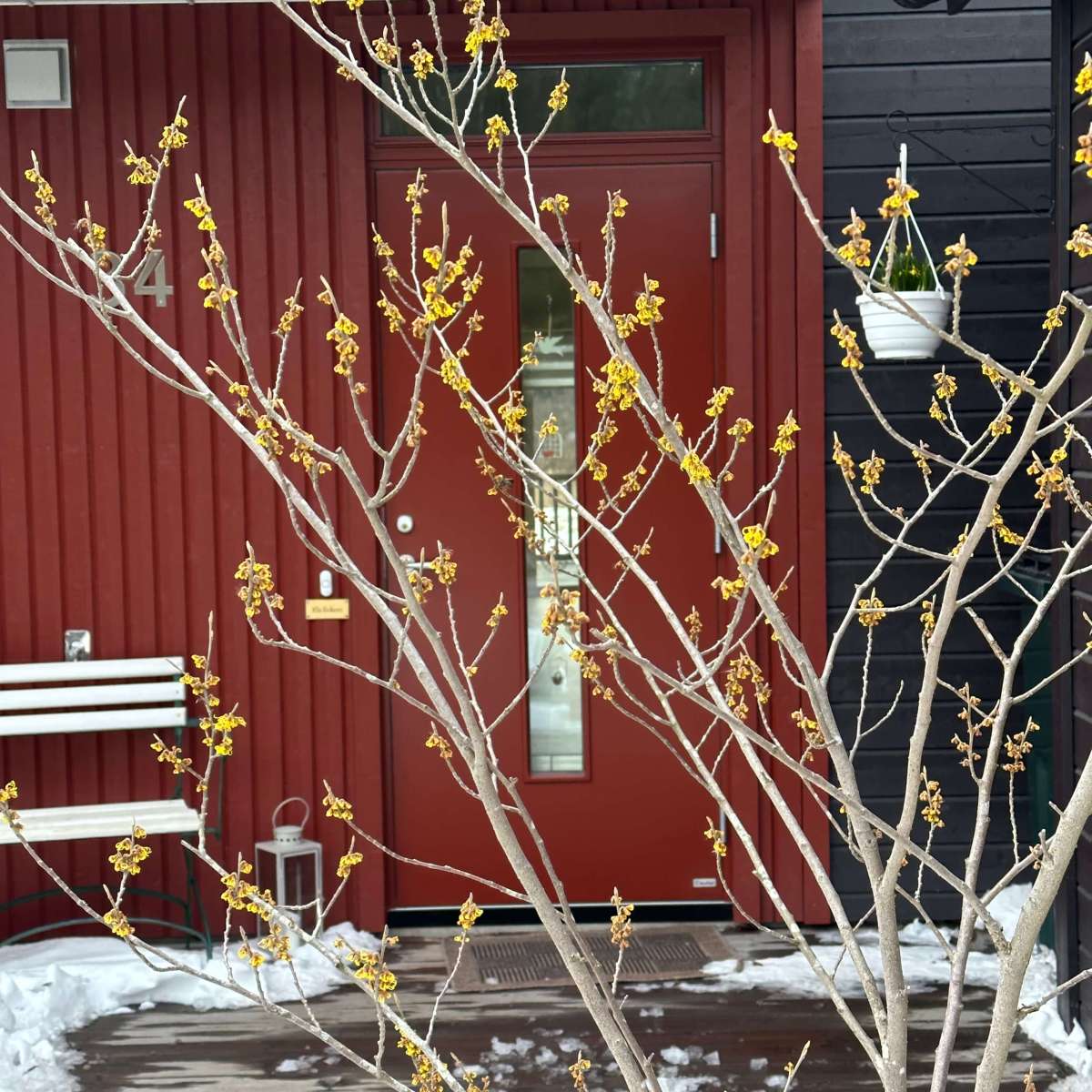 roślinny kalendarz: luty