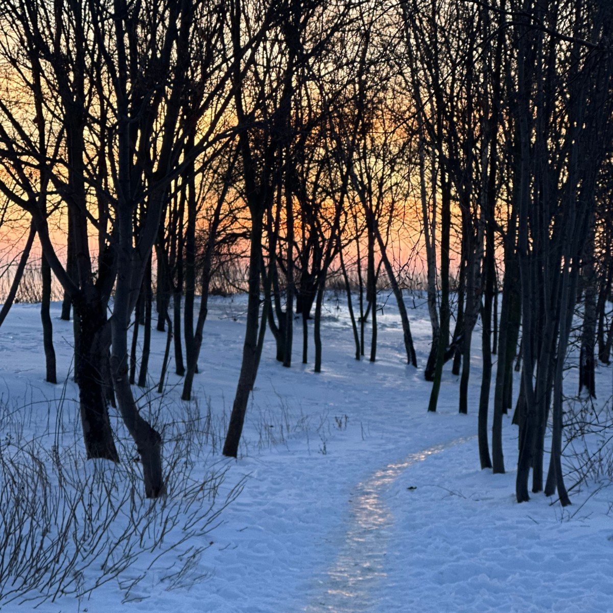 roślinny kalendarz: luty