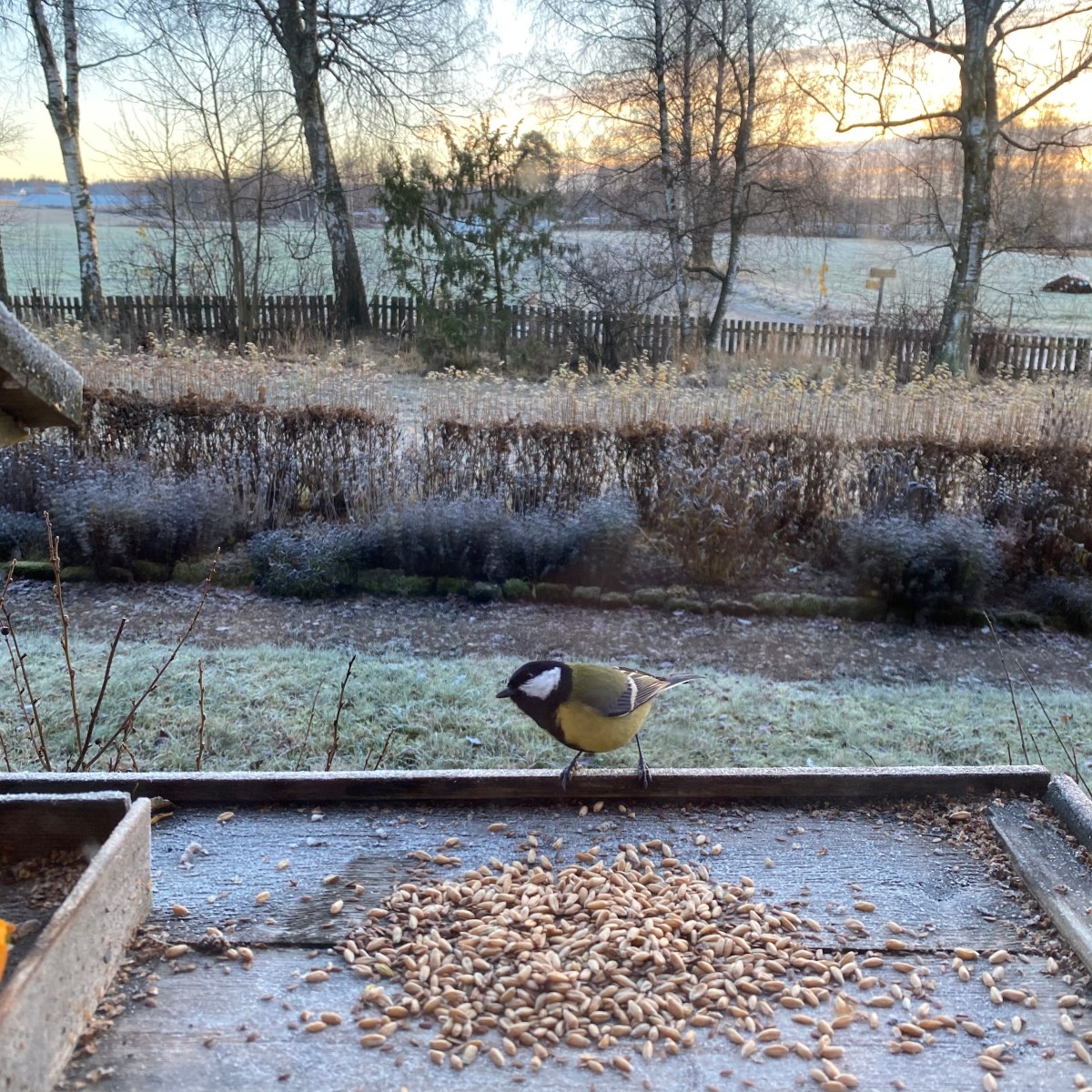 dokarmianie ptaków zimą